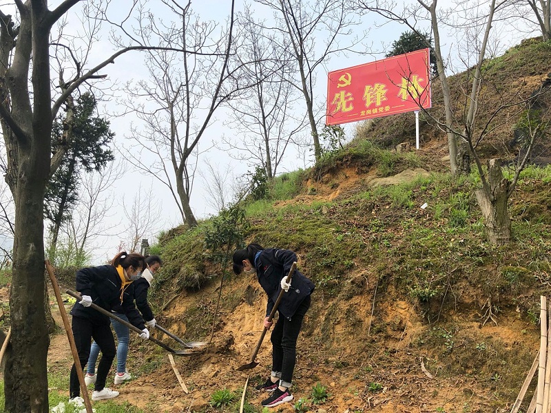 华龙公司开展植树活动 为大自然添新绿