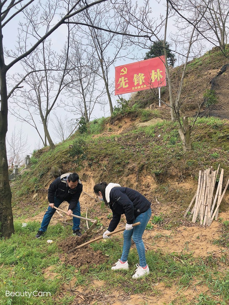 华龙公司开展植树活动 为大自然添新绿